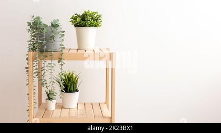 Verschiedene künstliche Sukkulenten mit exotischen Pflanzen stehen in weißen Keramikgefäßen auf einem Holzregal an einer weißen Wand. Stockfoto