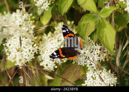 Eine Schmetterlingsadmiral Vanessa atalanta, Syn. Pyrameis atalanta sitzt auf einer weißen Blume im Garten Stockfoto
