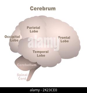 Hirnlappen-Karte, Großhirn mit frontalem, parietalem, okzipitalem und temporalem Lappen sowie Zerebellum und Rückenmark, anatomische Regionen des menschlichen Gehirns. Stockfoto