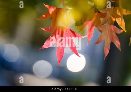 22. September 2022, Hessen, Frankfurt/Main: Ein rötlich verfärbtes Blatt hängt im Hintergrund der Morgensonne an einem Baum am Straßenrand. Am 23,09. Ist der kalendarische Herbstanfang. Foto: Frank Rumpenhorst/Frank Rumpenhorst/dpa/dpa Stockfoto