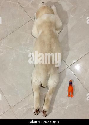 Ein süßer Alabai-Welpe schläft nach einer herzhaften Mahlzeit auf seinem Bauch. In der Nähe liegt ein Kautschuk-Spielzeug-Huhn in der gleichen Position. Stockfoto