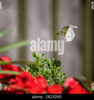 Kleiner weißer Schmetterling (Pieris rapae), der in einem Garten über roten, geschäftigen lizzie-Blumen fliegt, britische Wildnis Stockfoto