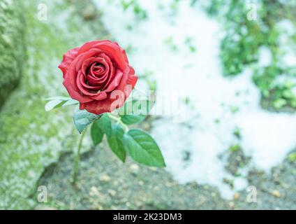 Nahaufnahme einer künstlichen roten Rose mit feuchten Blütenblättern. Rote Rose auf verschwommenem Hintergrund. Stockfoto