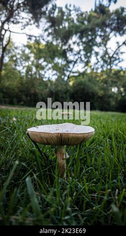 Pilz aus der Nähe auf einer grünen Wiese im Abendlicht. Vertikales Bild. Selektiver Fokus. Stockfoto