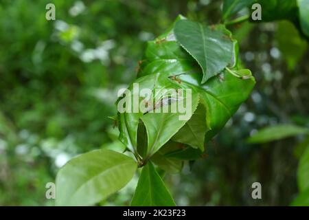 Wenige Weberameisen oder grüne Ameisen starren neugierig auf die Kamera, während sie auf einem Weberameisen-Nest auf einer Symplocos cochinchinensis-Pflanze sitzen. Stockfoto