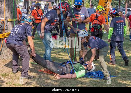 Detroit, Michigan - Professionelle Baumpfleger nehmen an der Michigan Tree Climbing Championship Teil. Eine Schaufensterpuppe, die als verletzte Arbeiterin agiert, wird dazu geneigte Stockfoto