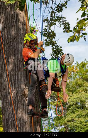 Detroit, Michigan - Professionelle Baumpfleger nehmen an der Michigan Tree Climbing Championship Teil. Bei diesem Event konkurrieren Kletterer um schnelle und sichere r Stockfoto