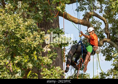 Detroit, Michigan - Professionelle Baumpfleger nehmen an der Michigan Tree Climbing Championship Teil. Bei diesem Event konkurrieren Kletterer um schnelle und sichere r Stockfoto