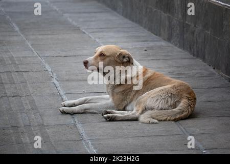 Dirty White and Yellow Stray Dog mit trauterigem Look liegt auf dem gepflasterten Platz Stockfoto