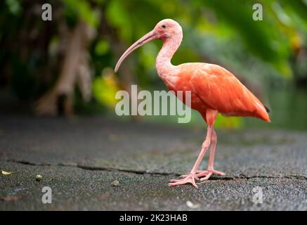 Scharlachrote Ibis (Eudocimus ruber) im Neo Park, Nago, Okinawa. Stockfoto