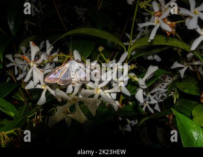 Invasive Art Box Tree Moth (Cydalima perspectalis), die nachts von Stern-Jasminblüten (Trachelospermum Jasminoides) ernährt, West Yorkshire, England Stockfoto