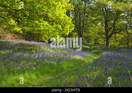 Ein Teppich von glockenblumen im Newton Holz unterhalb Roseberry Topping in North Yorkshire Stockfoto