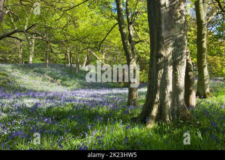 Ein Teppich von glockenblumen im Newton Holz unterhalb Roseberry Topping in North Yorkshire Stockfoto