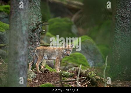 Eurasischer Wolf, der sich im Wald versteckt. Wolf während der Morgenruhe. Europa der Natur. Erfolgreicher Raubtier im Wald. Seltenes Raubtier in europäischer Natur Stockfoto