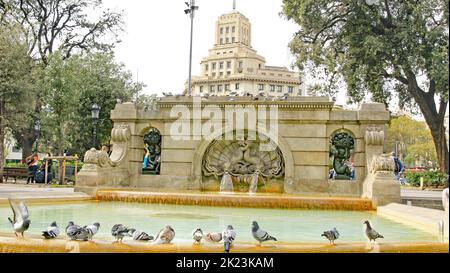 Tauben in einem Brunnen auf der Plaza de Catalunya, Barcelona, Katalonien, Spanien, Europa Stockfoto