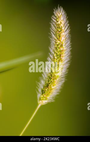 Hinterleuchtete Setaria viridis in den Feldern in der Nähe von Kiew in der Ukraine Stockfoto
