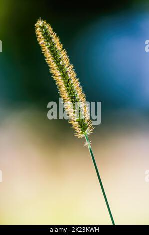 Hinterleuchtete Setaria viridis in den Feldern in der Nähe von Kiew in der Ukraine Stockfoto