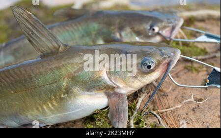 Frisch gefangener Wels auf einem Stringer Stockfoto