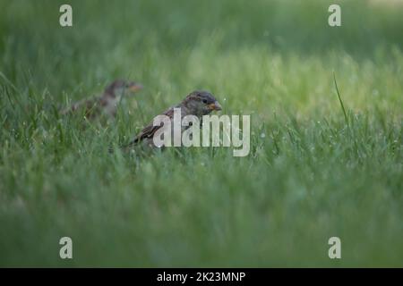 Weibliche Hausfink, Haemorhous mexicanus, im Gras auf der Suche nach Samen an einem Sommermorgen. Stockfoto