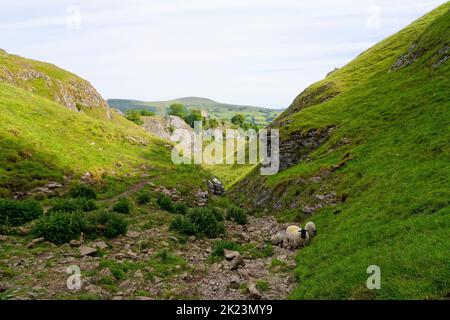 Schafe folgen dem steilen, rauen und felsigen Pfad hinauf durch Cave Dale. Stockfoto