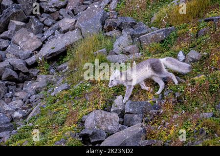 Arctic Fox (Vulpes lagopus) ist im Sommerpelage in der Tundra Spitzbergen, Svalbard, Norwegen, erwachsen Stockfoto