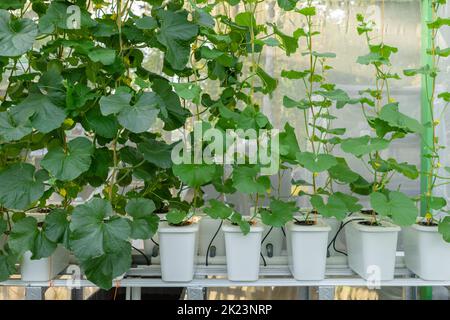 Melonenfruchtbäume (Cucumis melo), die nach der Methode des sauberen hydroponischen Topfes gepflanzt wurden Stockfoto