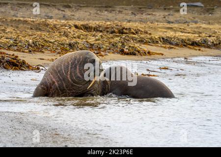 Atlantischer Walross (Odobenus rosmarus). Dieser große, gesellige Verwandte der Dichtung hat Stoßzähne, die bis zu einem Meter lang sein können. Sowohl das Männchen (Bullen) als auch Stockfoto