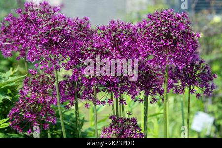 Lila Alaska Wildblume fotografiert in der Nähe von Homer, Alaska. Homer ist eine Stadt im Kenai Peninsula Borough im US-Bundesstaat Alaska. Es ist 218 mi (351 k Stockfoto