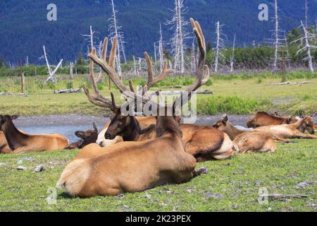 Eine Herde des Katmai National Park, Katmai Peninsula, Alaska Stockfoto