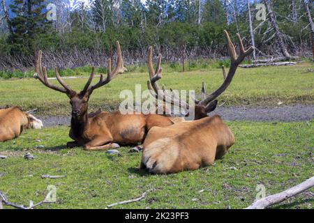 Eine Herde des Katmai National Park, Katmai Peninsula, Alaska Stockfoto