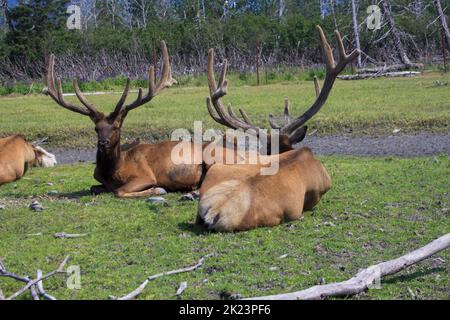 Eine Herde des Katmai National Park, Katmai Peninsula, Alaska Stockfoto