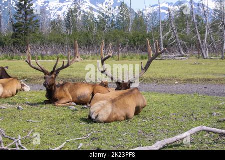 Eine Herde des Katmai National Park, Katmai Peninsula, Alaska Stockfoto