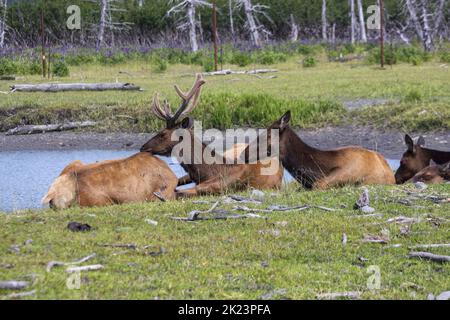 Eine Herde des Katmai National Park, Katmai Peninsula, Alaska Stockfoto