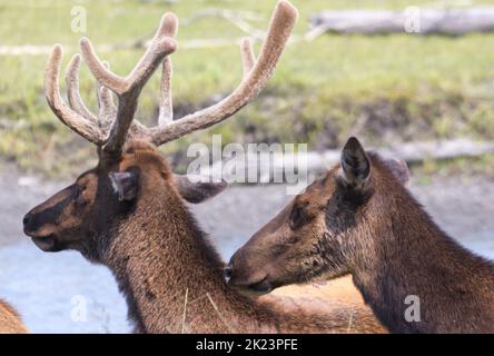 Eine Herde des Katmai National Park, Katmai Peninsula, Alaska Stockfoto