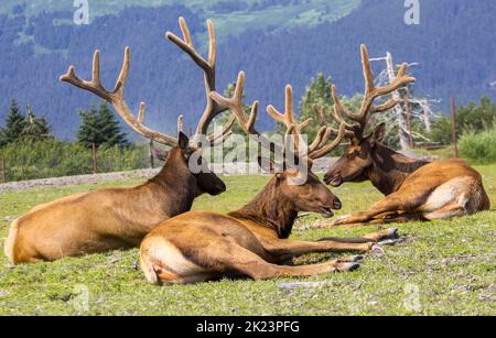 Eine Herde des Katmai National Park, Katmai Peninsula, Alaska Stockfoto