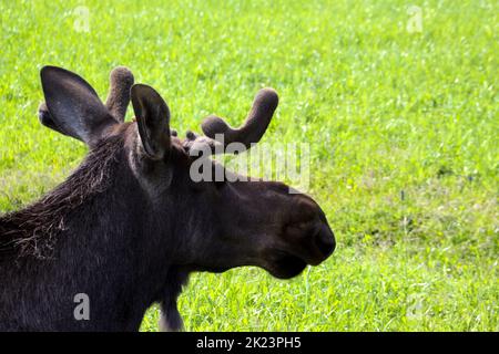 Eine Herde aus dem Katmai-Nationalpark von Caribou (Rangifer tarandus), Alaska Stockfoto