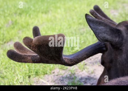 Eine Herde aus dem Katmai-Nationalpark von Caribou (Rangifer tarandus), Alaska Stockfoto