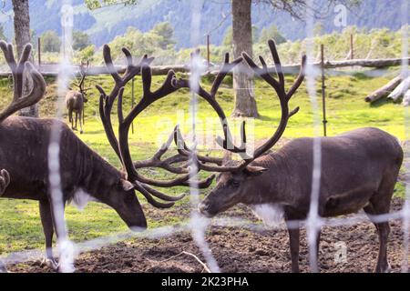 Eine Herde aus dem Katmai-Nationalpark von Caribou (Rangifer tarandus), Alaska Stockfoto