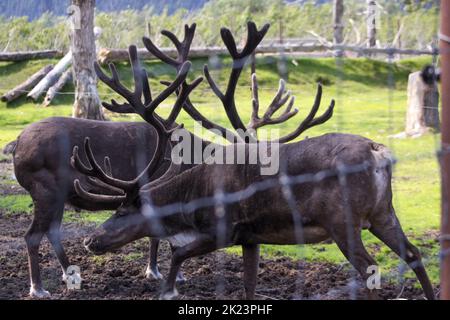 Eine Herde aus dem Katmai-Nationalpark von Caribou (Rangifer tarandus), Alaska Stockfoto