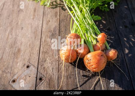 Frischer Hausgarten angebaut organischen runden Karotte auf Scheunenholz Stockfoto