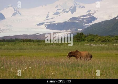 Grizzly Bear alias Brown Bear (Ursus arctos) posiert im entlegen Katmai National Park Geführte Wildnisbären beim Betrachten im Katmai National Park, Alaska. Braun Stockfoto