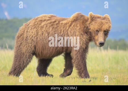 Grizzly Bear alias Brown Bear (Ursus arctos) posiert im entlegen Katmai National Park Geführte Wildnisbären beim Betrachten im Katmai National Park, Alaska. Braun Stockfoto