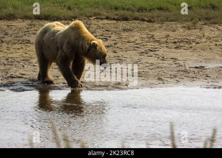 Juveniler Grizzly-Bär aka Brown Bear (Ursus arctos) spritzt im entlegenem Katmai National Park ins Wasser Geführte Wildnisbären-Betrachtung im Katmai National Stockfoto