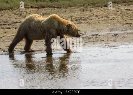 Juveniler Grizzly-Bär aka Brown Bear (Ursus arctos) spritzt im entlegenem Katmai National Park ins Wasser Geführte Wildnisbären-Betrachtung im Katmai National Stockfoto