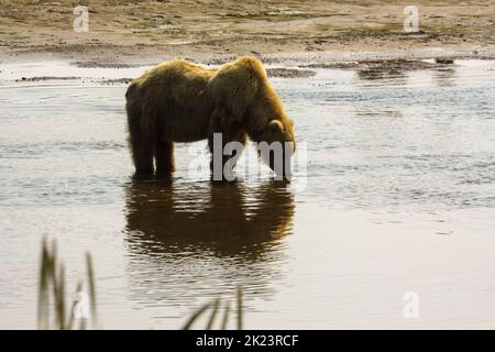 Juveniler Grizzly-Bär aka Brown Bear (Ursus arctos) spritzt im entlegenem Katmai National Park ins Wasser Geführte Wildnisbären-Betrachtung im Katmai National Stockfoto