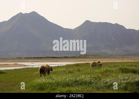 Grizzly Bear alias Brown Bear (Ursus arctos) posiert im entlegen Katmai National Park Geführte Wildnisbären beim Betrachten im Katmai National Park, Alaska. Braun Stockfoto