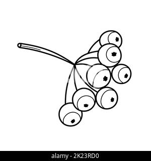 Rowan-Baum-Zweig mit Beeren. Vektordarstellung auf weißem Hintergrund isoliert. Malbuch Stock Vektor