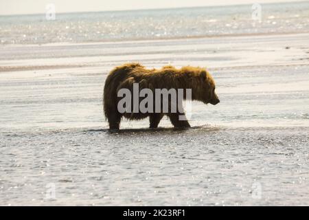 Juveniler Grizzly-Bär aka Brown Bear (Ursus arctos) spritzt im entlegenem Katmai National Park ins Wasser Geführte Wildnisbären-Betrachtung im Katmai National Stockfoto