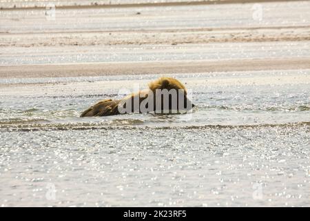 Juveniler Grizzly-Bär aka Brown Bear (Ursus arctos) spritzt im entlegenem Katmai National Park ins Wasser Geführte Wildnisbären-Betrachtung im Katmai National Stockfoto