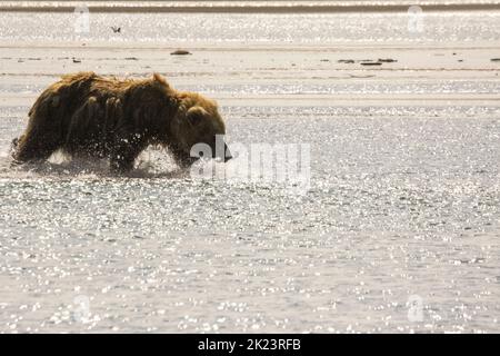 Juveniler Grizzly-Bär aka Brown Bear (Ursus arctos) spritzt im entlegenem Katmai National Park ins Wasser Geführte Wildnisbären-Betrachtung im Katmai National Stockfoto